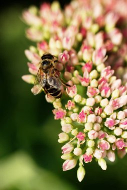 Bahçedeki pembe ve beyaz Bahçe çiçek arıya