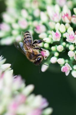 Bahçedeki pembe ve beyaz Bahçe çiçek arıya