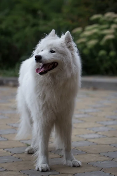 Samoyed köpek bir bahçe içinde — Stok fotoğraf