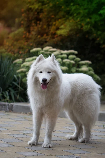 Samoyedo perro en un jardín —  Fotos de Stock