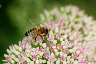 Bahçedeki pembe ve beyaz Bahçe çiçek arıya