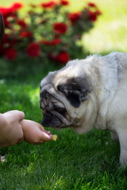 güzel komik beyaz sevimli şişman iyi pug köpek portresi