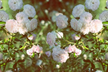  Bahar çiçek pembe gül. Pembe Gül bahar çiçek closeup.