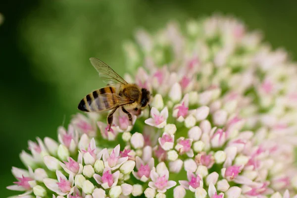 Bahçedeki pembe ve beyaz Bahçe çiçek arıya