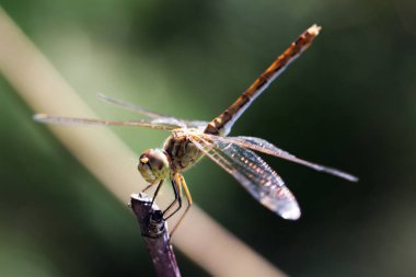 Yakın çekim fotoğraf bir yusufçuk