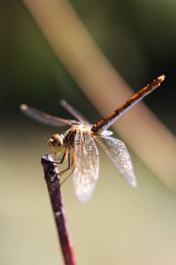 Yakın çekim fotoğraf bir yusufçuk