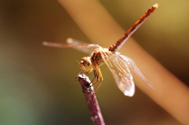 Yakın çekim fotoğraf bir yusufçuk