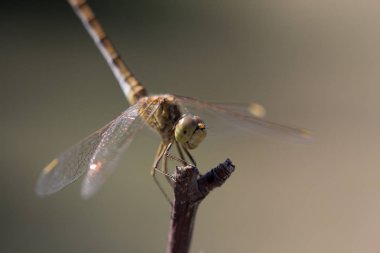 Yakın çekim fotoğraf bir yusufçuk