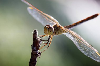 Yakın çekim fotoğraf bir yusufçuk
