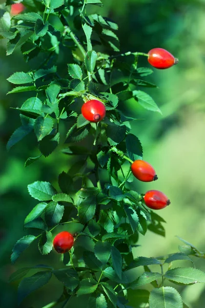 bir dogrose kırmızı meyve ile Bush sonbahar dallar