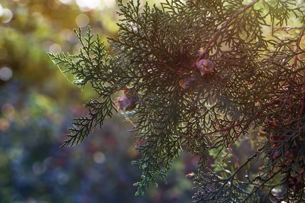 Φόντο με κλαδιά arborvitae thuja αειθαλές δέντρο κυπαρισσιών — Φωτογραφία Αρχείου