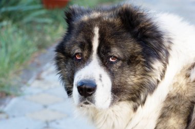 Sonbahar zaman Kafkas çoban köpeği. Yetişkin Kafkas çoban köpeği.