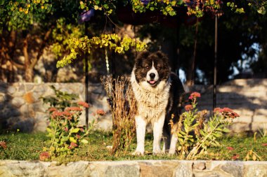 Sonbahar zaman Kafkas çoban köpeği. Yetişkin Kafkas çoban köpeği.