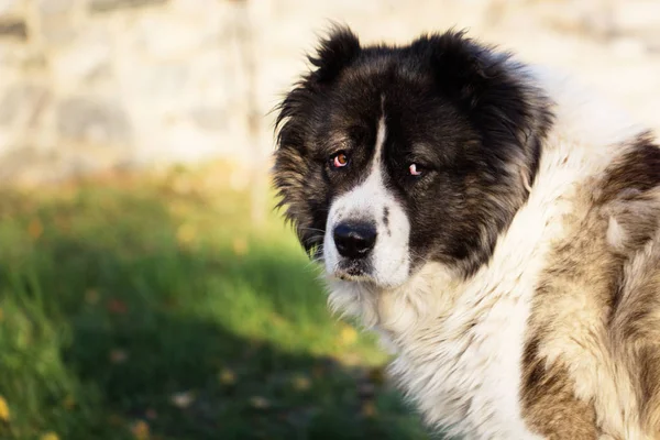 高加索牧羊犬在秋天的时间。成人的高加索牧羊犬. — 图库照片