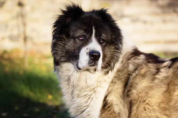 高加索牧羊犬在秋天的时间。成人的高加索牧羊犬. — 图库照片