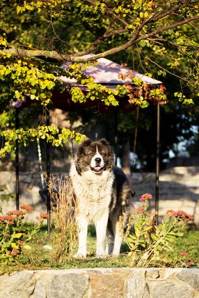 秋の時間のコーカサス地方の牧羊犬。大人の白人シェパード犬. — ストック写真