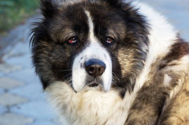 Bahçedeki kabarık Kafkas çoban köpeği.