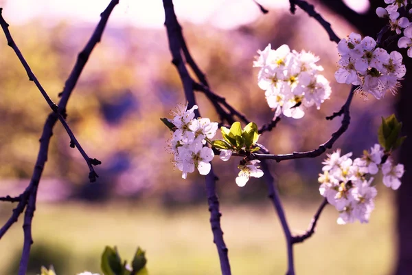 Ogród wiosną kwitnące moreli. Wiosna blossom. Moreli blo — Zdjęcie stockowe