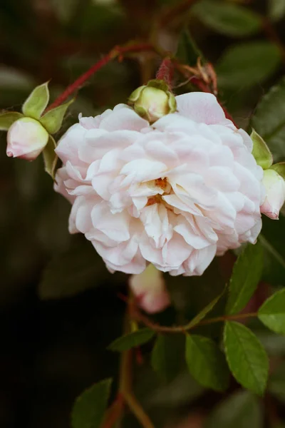 Κινηματογράφηση σε πρώτο πλάνο το τριαντάφυλλο. Άνοιξη λουλούδι ροζ τριαντάφυλλο. — Φωτογραφία Αρχείου