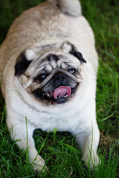 Portrait of a lovely funny white cute fat good pug dog — Stock Photo, Image