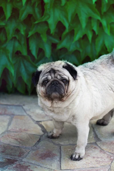 Portrait of a lovely funny white cute fat good pug dog — Stock Photo, Image