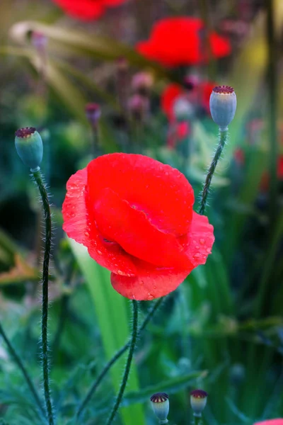 stock image Close up poppy head. red poppy