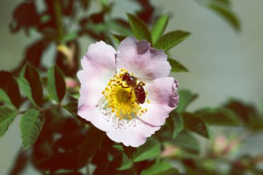 Pembe çiçek arıya. Bal arısı gül çiçek üzerinde makro.