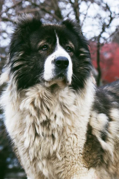 Αφράτο Καυκάσιος Ποιμενικός Σκύλος στην αυλή. Ενηλίκων Καυκάσιος Shephe — Φωτογραφία Αρχείου