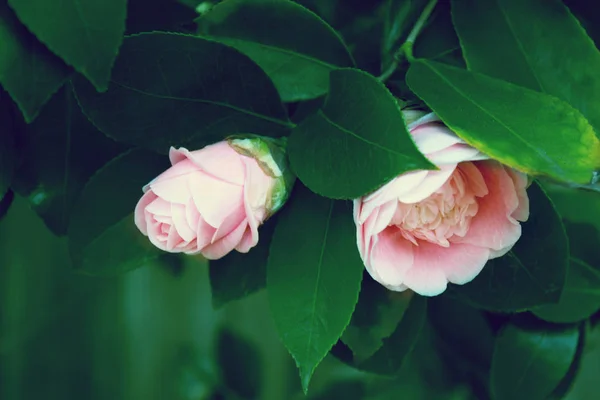 Рожева квітка Камелія, красива рожева квітка з цвітінням в — стокове фото