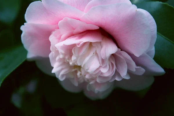Pink Camellia flower, beautiful pink flower with  blooming in th