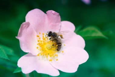  Bir çiçek arıya. Beyaz bir çiçek çiçek arıya