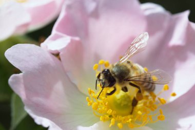  Bir çiçek arıya. Beyaz bir çiçek çiçek arıya