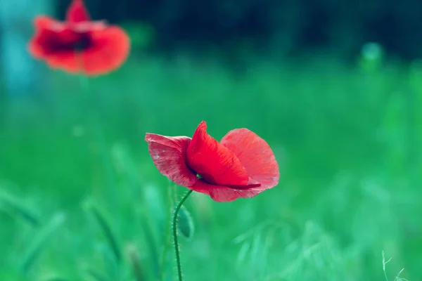 Yeşil otlar alan kırmızı poppy. Haşhaş çiçekleri. Kadar haşhaş hea kapatın