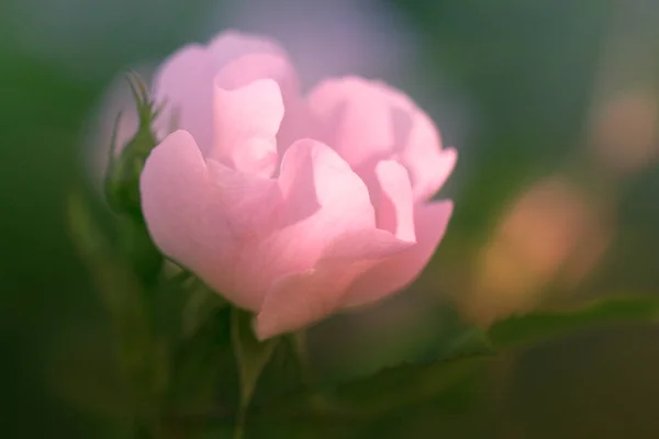 Frühling Blume Hintergrund. Rosenblüten in Nahaufnahme. Frühlingsblume von — Stockfoto