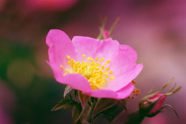 Pink rose hip flower macro dog rose