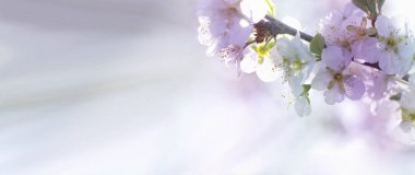 çiçekler bir kiraz ağacı bahar dalları üzerinde. çiçek açması kepek