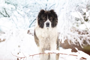 Bir gün ışığı kış gününde dışında yetişkin Kafkas çoban köpeği