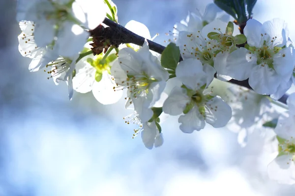 Flowers on the branches of a tree cherry spring. blossoming bran — Stock Photo, Image