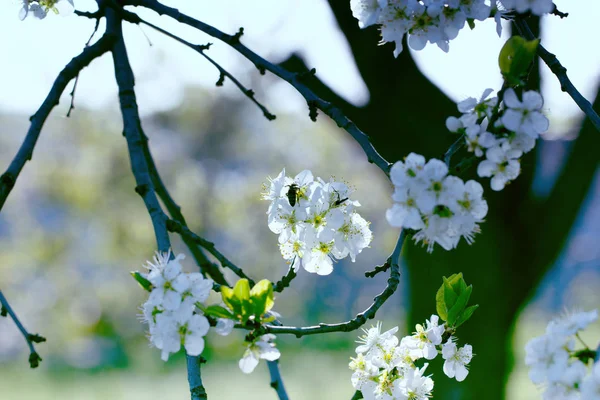 Flowers on the branches of a tree cherry spring. blossoming bran — Stock Photo, Image