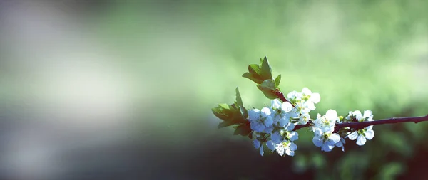 Λουλούδια Στα Κλαδιά Από Ένα Δέντρο Κερασιών Την Άνοιξη Άνθηση — Φωτογραφία Αρχείου