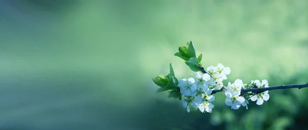 Flores nos ramos de uma árvore cereja primavera. farelo florescente — Fotografia de Stock