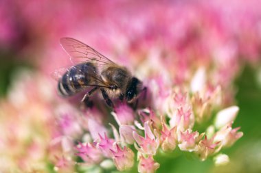 Arıya çiçeği içinde bahçedeki (hendek Stonecrop) bir çiçek. Arıya 