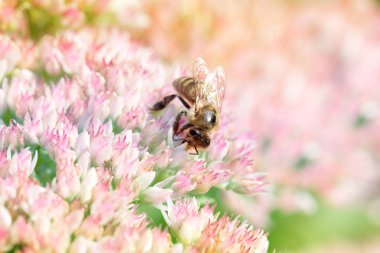 Arıya çiçeği içinde bahçedeki (hendek Stonecrop) bir çiçek. Arıya 