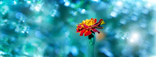 Marigold λουλούδι με dropws νερό. Marigold λουλούδι στον κήπο — Φωτογραφία Αρχείου