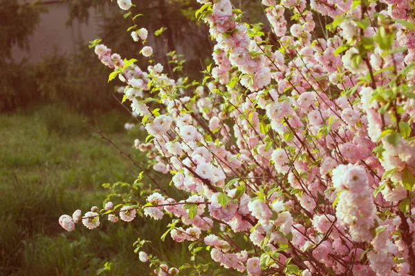 樱花。在春天的樱花。美丽的粉红色花朵. — 图库照片