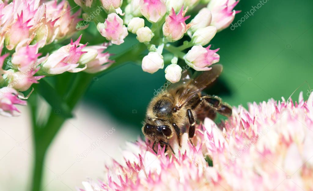 Bee on the pink Flower in the green Nature. bee  collects nectar