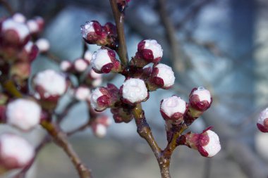 Kayısı ağacı çiçek. Bir ağaç dalı bahar beyaz çiçekler. Nisan