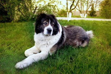  Kabarık Kafkas çoban köpeği yerde yatıyor. Yetişkin Cau
