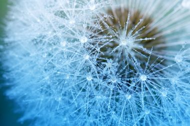 Su üzerinde bir paraşüt karahindiba bırakır. Yaprağın üzerinde th Close-Up