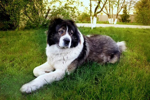 Fluffy Caucasian shepherd dog is lying on the ground. Adult Cau — Stock Photo, Image